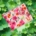 Clutch - Pink Flower